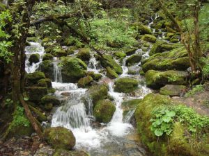 這是原始的森林！有著神秘的感覺！景色優美！
