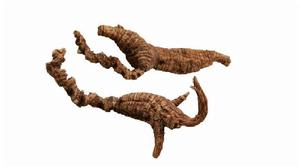 野山西洋參 野山西洋參