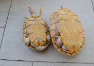 黃金果凍龜親龜，左邊雄性，右邊雌性