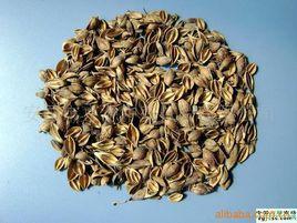 上黨連翹 上黨連翹