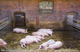 豬圈[漢語辭彙]