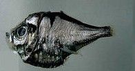 達納氏燭光魚