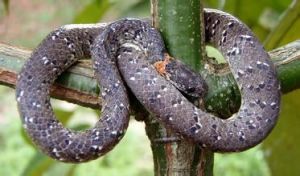 橫斑鈍頭蛇 橫斑鈍頭蛇