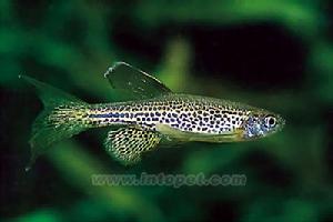 豹紋斑馬魚