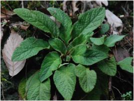 大花石上蓮 大花石上蓮