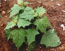 落藜[藜科一年生草本植物]