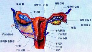 子宮剖面圖