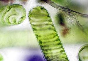 柯林士水綿 柯林士水綿