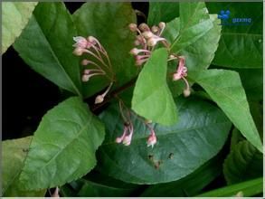 折梗紫金牛 折梗紫金牛