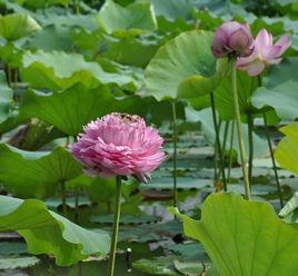 千瓣蓮 千瓣蓮