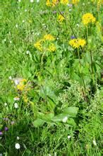 低小東俄洛紫菀 低小東俄洛紫菀