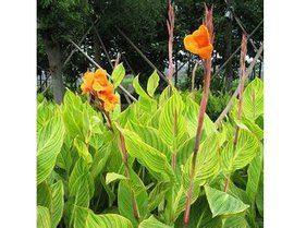 花葉美人蕉 花葉美人蕉