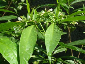 蘇門答臘蘿芙木 蘇門答臘蘿芙木