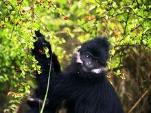 黑葉猴