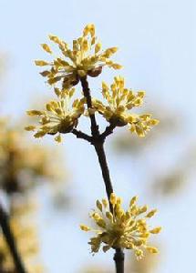 茱萸時節 茱萸時節