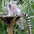 環尾狐猴：吻長、兩眼側向似狐