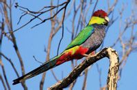 紅帽鸚鵡 紅帽鸚鵡