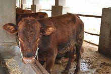 不同品種的短角牛