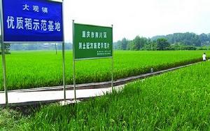 圖2 南川區優質水稻基地