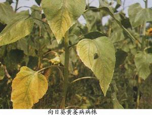 向日葵黃萎病 向日葵黃萎病