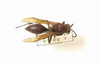 中華馬蜂 中華馬蜂