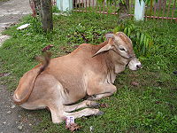 一頭側臥在地上休息的牛