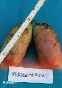 香蕉蜜瓜 香蕉蜜瓜