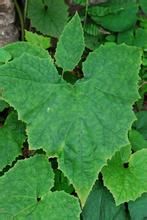 長柄福王草 長柄福王草