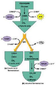 乙醇發酵 乙醇發酵