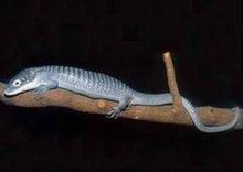 藍樹棲鼉蜥 藍樹棲鼉蜥