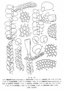 大瓣扁萼苔 大瓣扁萼苔