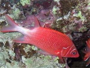 尾斑金鱗魚 尾斑金鱗魚