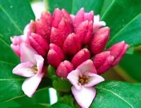 少花瑞香 少花瑞香