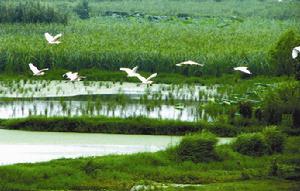 洪湖濕地國家級自然保護區 洪湖濕地國家級自然保護區