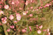 梅蘭竹菊[文化象徵]