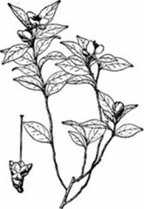 川鄂連蕊茶 川鄂連蕊茶