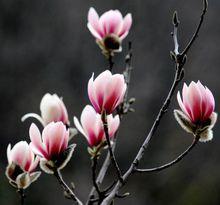 望春[木蘭科木蘭屬植物]