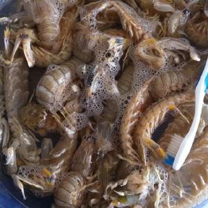 麻辣蝦爬子(皮皮蝦) 麻辣蝦爬子(皮皮蝦)