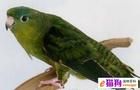 青綠鸚鵡