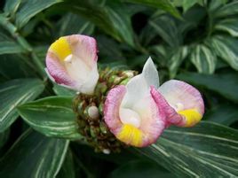 閉鞘姜科 閉鞘姜科