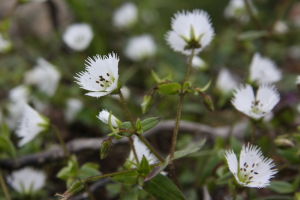 須花無心菜 須花無心菜