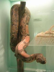 非洲蟒蛇 非洲蟒蛇