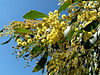 Golden-wattle.jpg