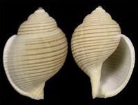 銼紋鶉螺 銼紋鶉螺