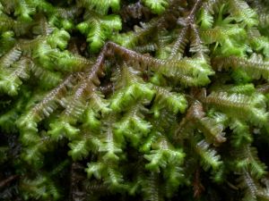 深綠鞭苔 深綠鞭苔