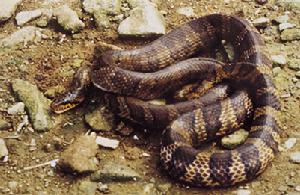 （圖）棕黑錦蛇