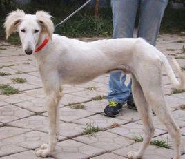 長毛細犬 長毛細犬