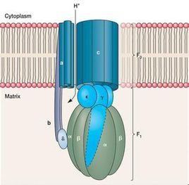 ATP酶 ATP酶