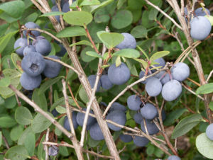 凹脈越桔 凹脈越桔