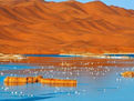 騰格里沙漠天鵝湖